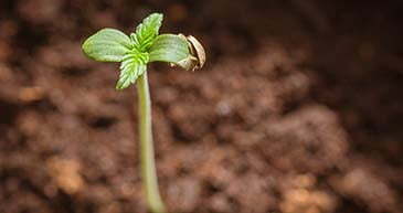 Marijuana grow stages