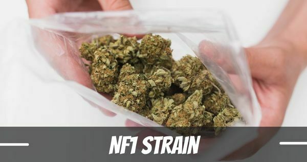 NF1 Marijuana Strain review and info