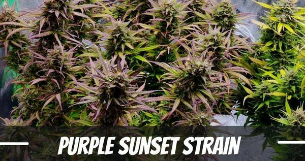 Purple Sunset Cannabis Strain