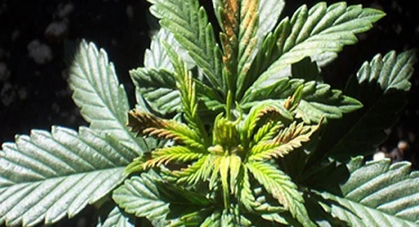 Marijuana with Boron Deficiency