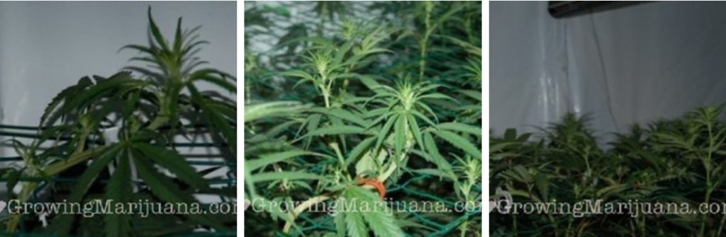 cutting marijuana plant tops to increase the yield