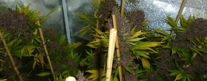 Grow room with purple marijuana