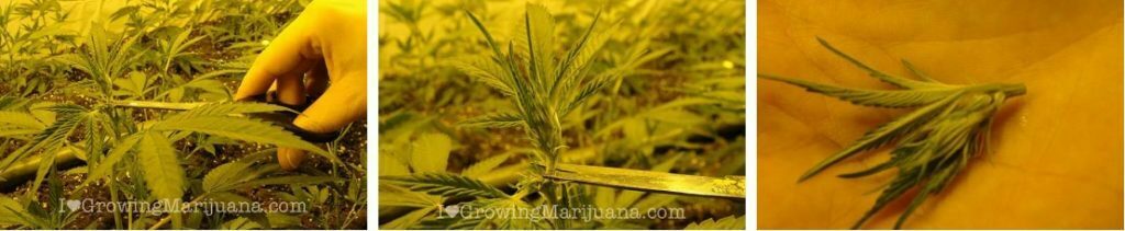 how to top your marijuana plants