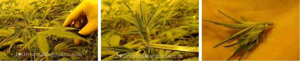 how to top your marijuana plants