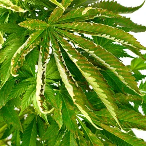 Low pH levels in marijuana leaf