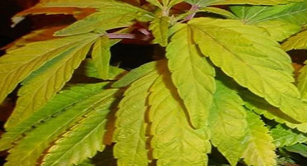 Marijuana with Nitrogen Deficiency