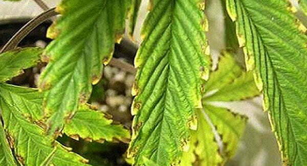 Marijuana with Potassium Deficiency
