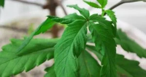 Drooping Leaves on Cannabis Plants