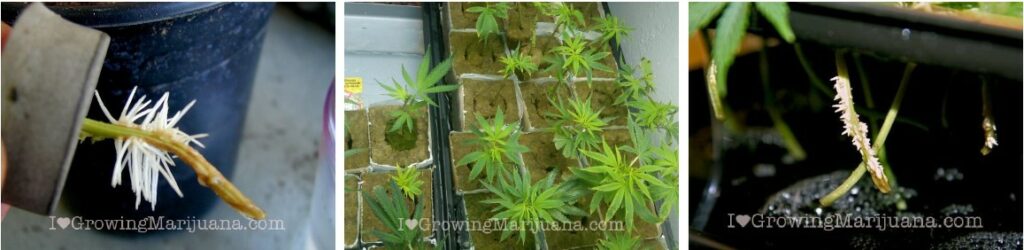 Making marijuana clones