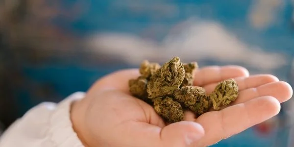 NF1 cannabis strain