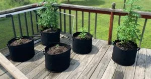 Cannabis plants growing in fabric pots.