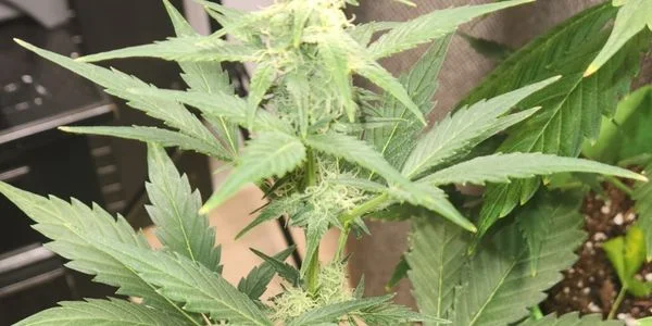 Autoflower plant grown indoors