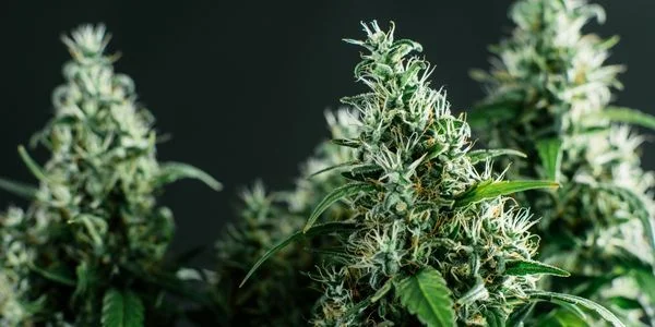Cannabis cup strain winner