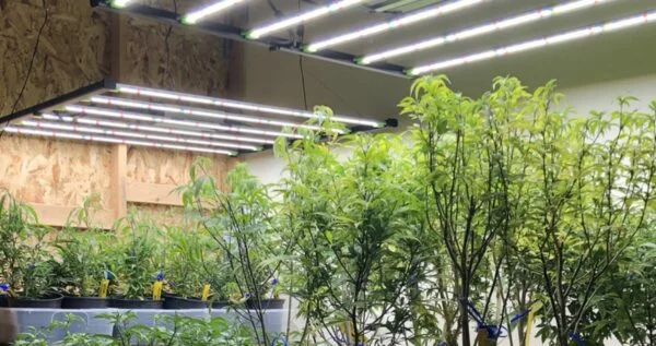 Growing autoflowering cannabis by following the best grow light schedule