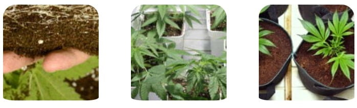 Growing marijuana plants