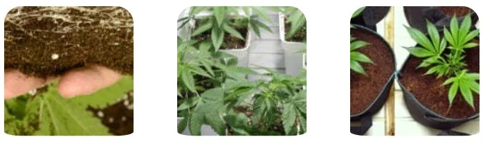Growing marijuana plants