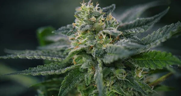 Legend OG strain