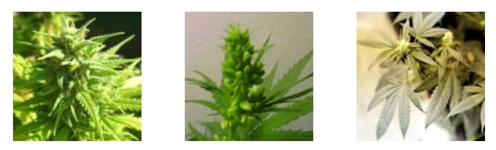 Male and Female marijuana plants