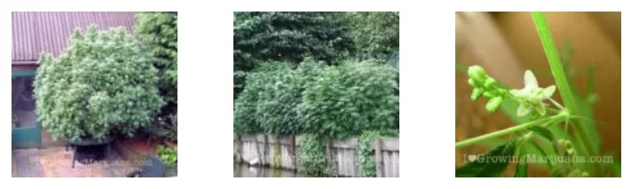 Outdoor marijuana plants