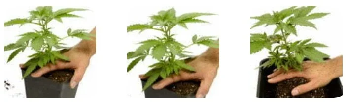 Transplant marijuana to the larger pot