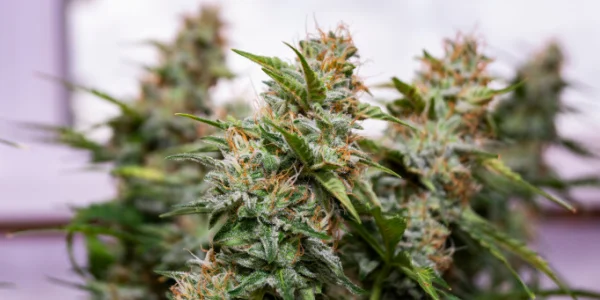 autoflowering cannabis flowers