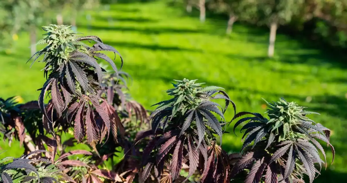 A group of marijuana autoflower plants growing outdoors