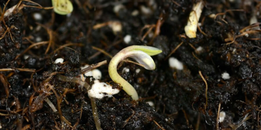 Seedling marijuana sprouting