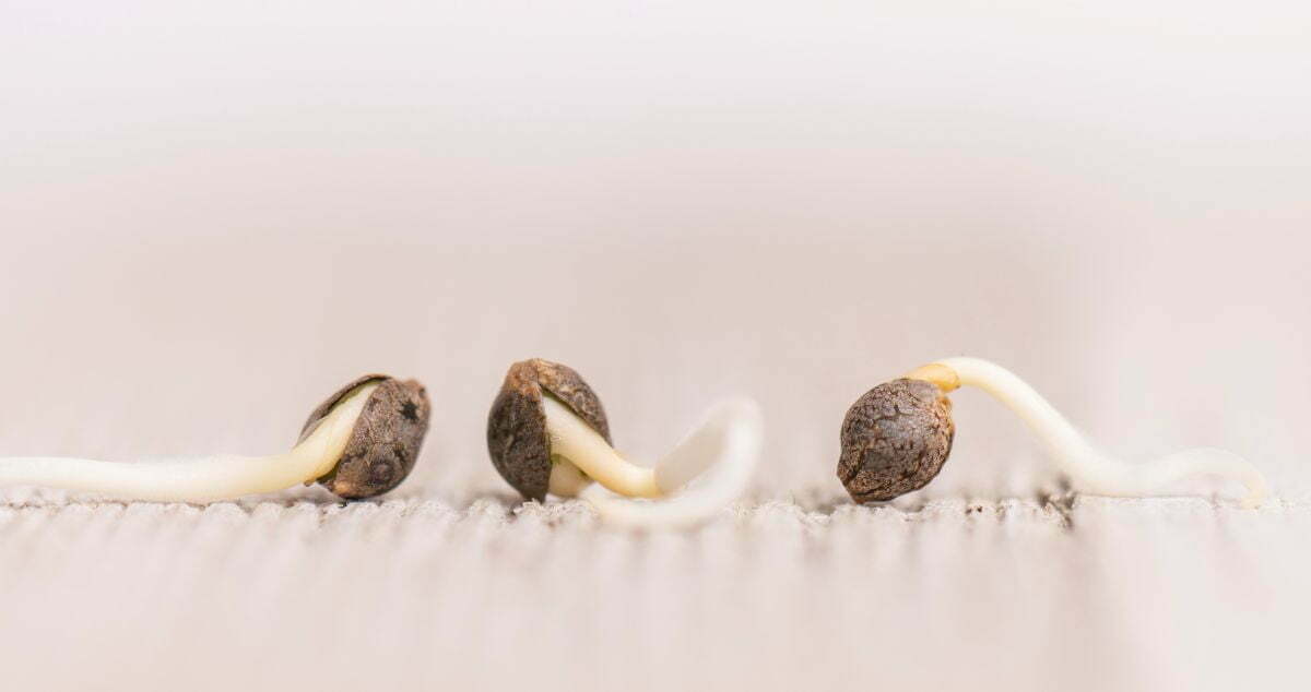 Three Germinating cannabis seeds