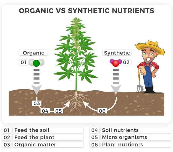 Organic vs synthetic nutrients cannabis plant