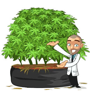 outdoor cannabis plant