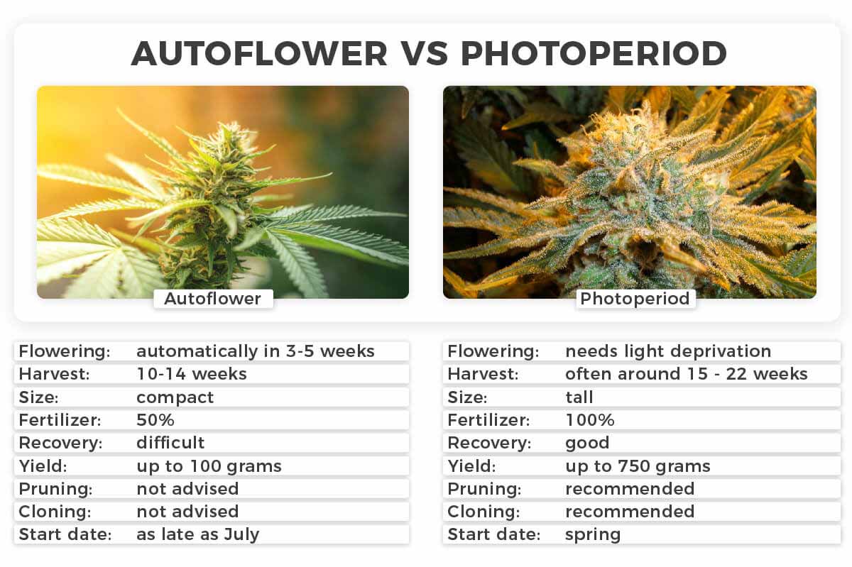 Autoflower grow compared to a Photoperiod grow