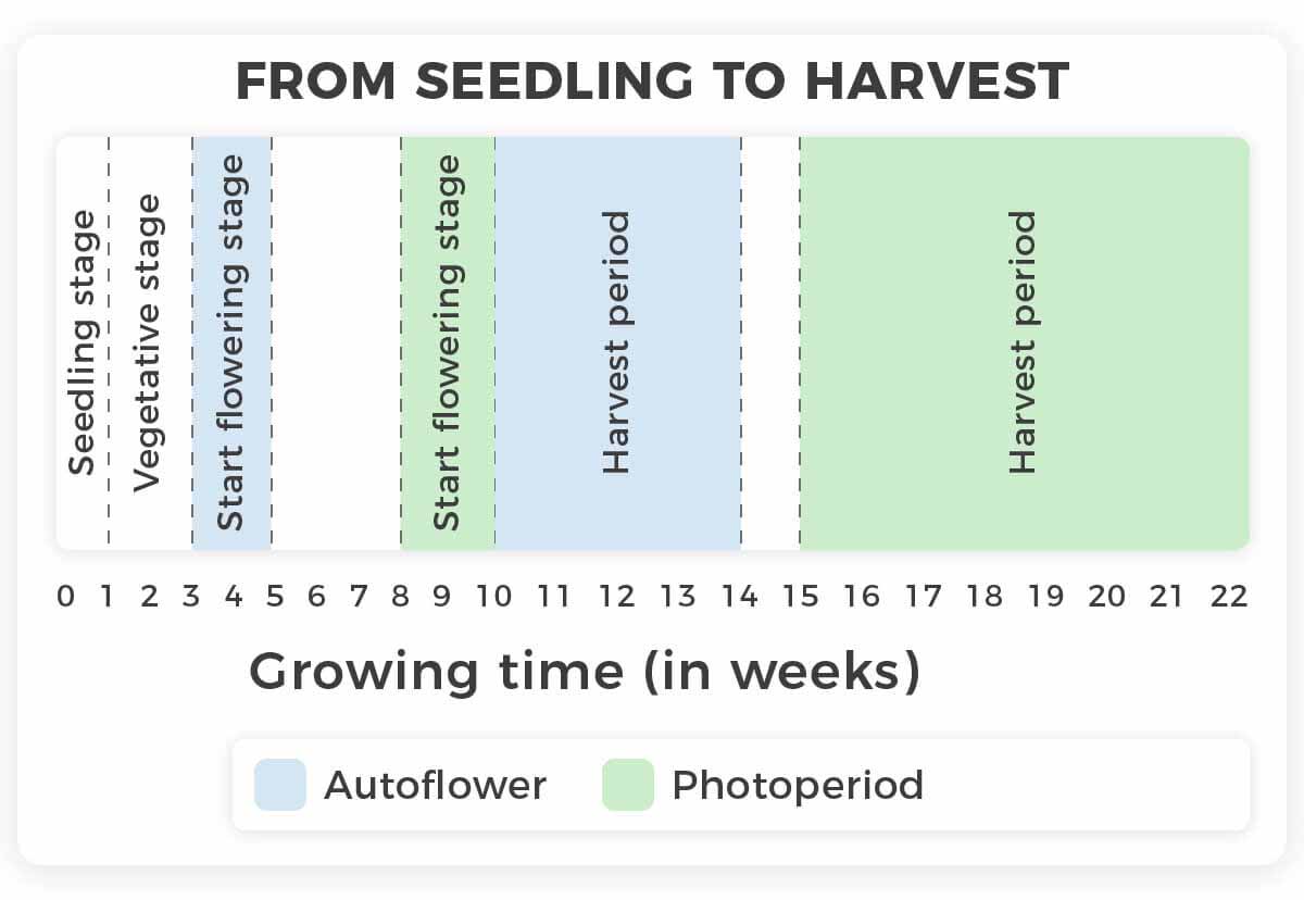 From seedling to harvest growing time