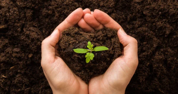 A woman holding soil in her hands, ready for planting.