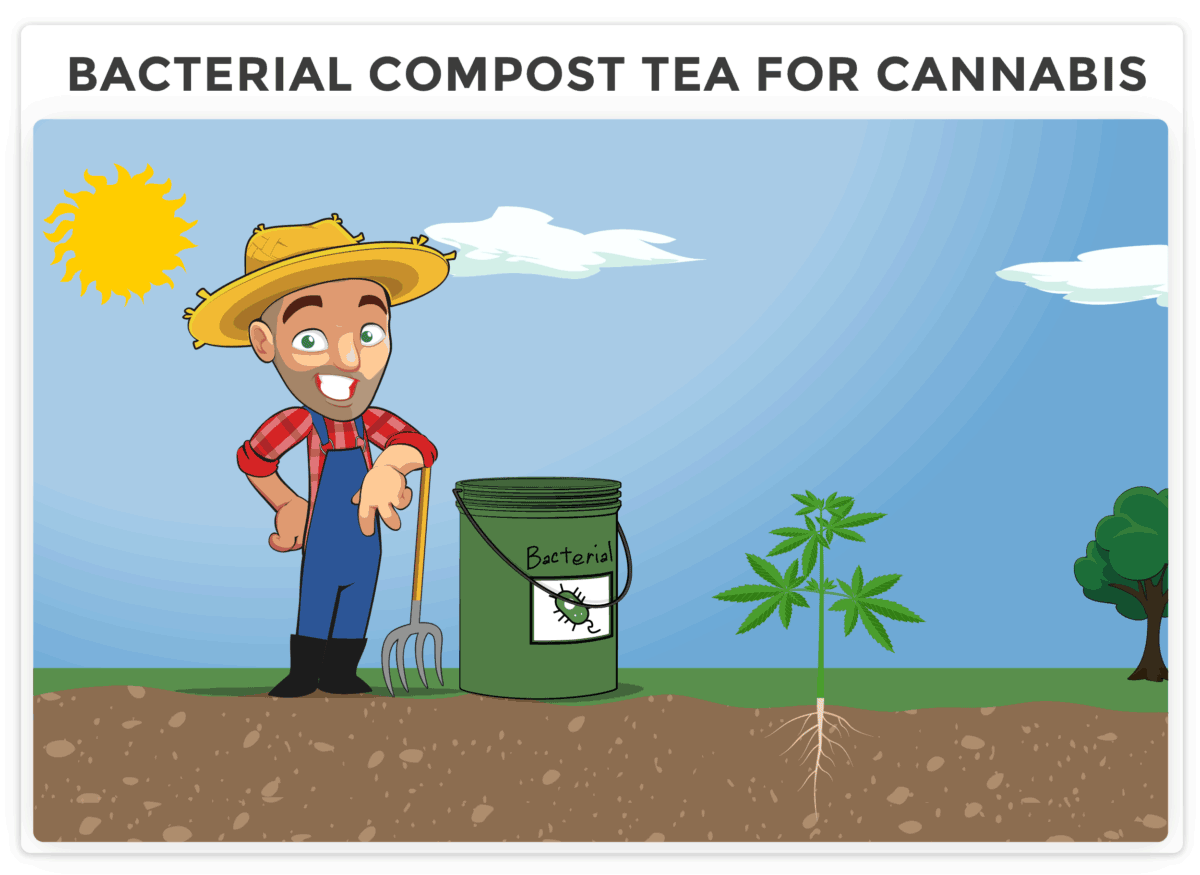 Bacterial compost tea for cannabis