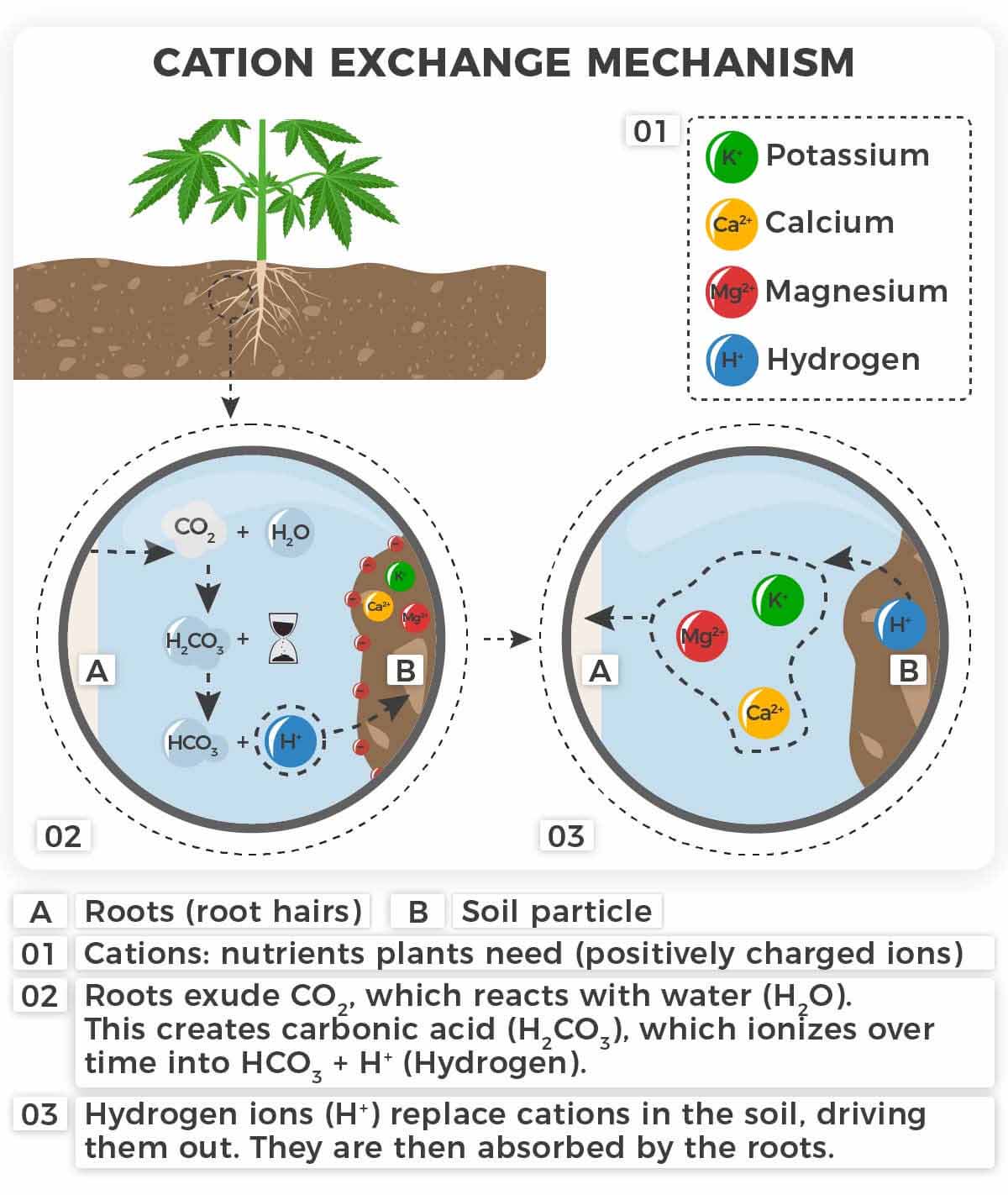 Cation exchange with ions in marijuana plants