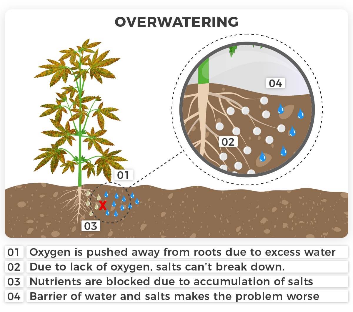 Overwatering causes nutrient lock out