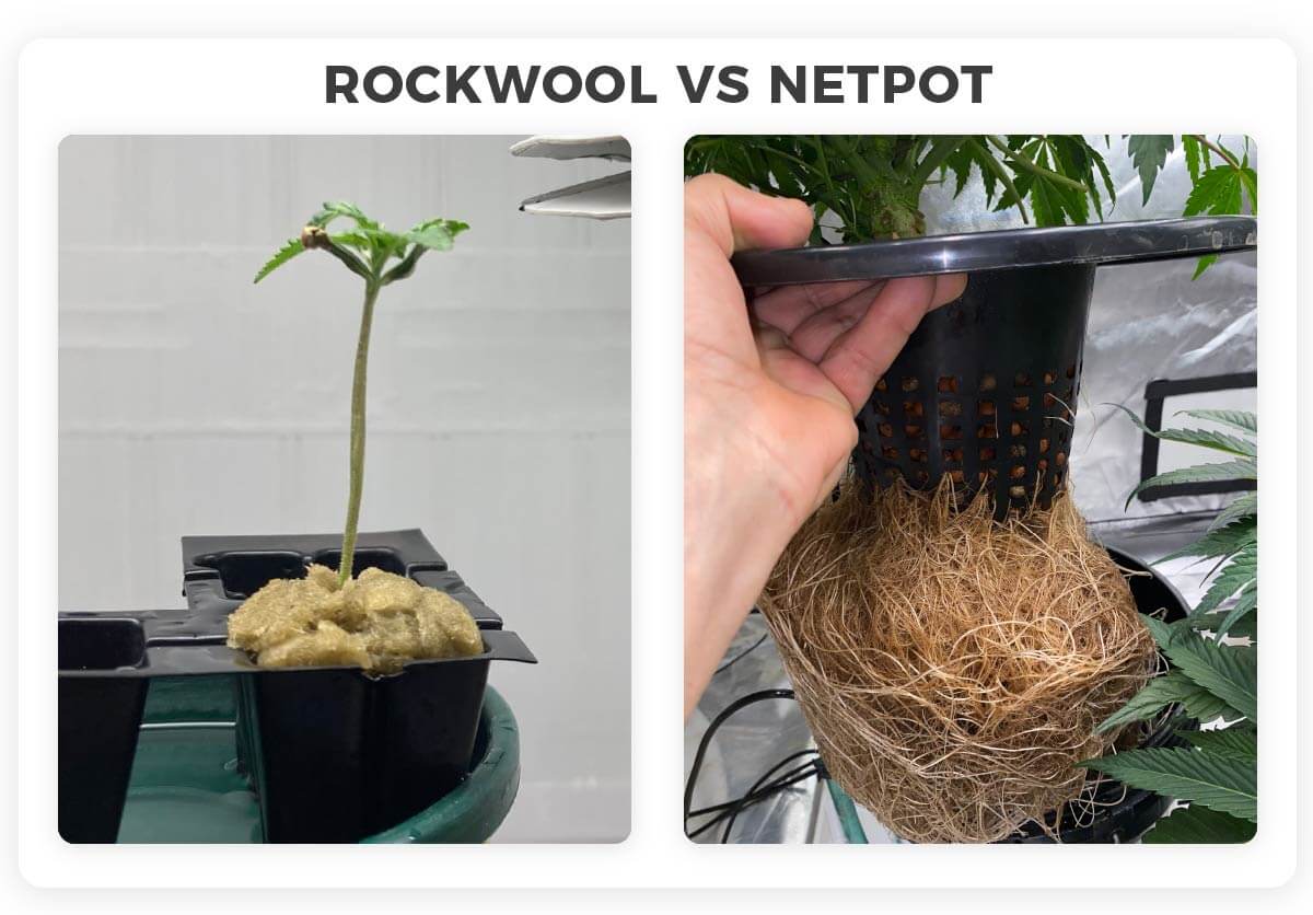 rockwool and netpot