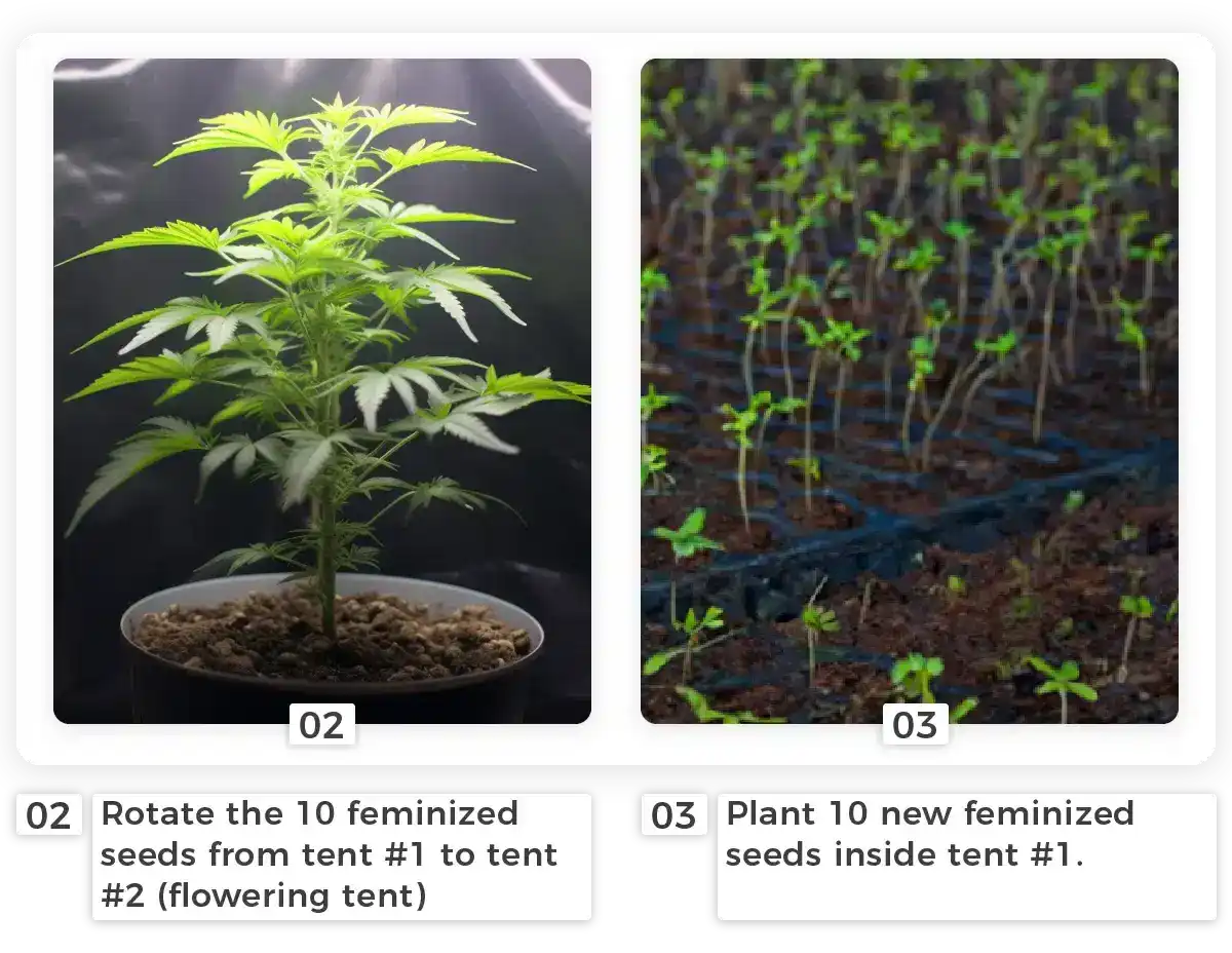 Step 2 of perpetual growing