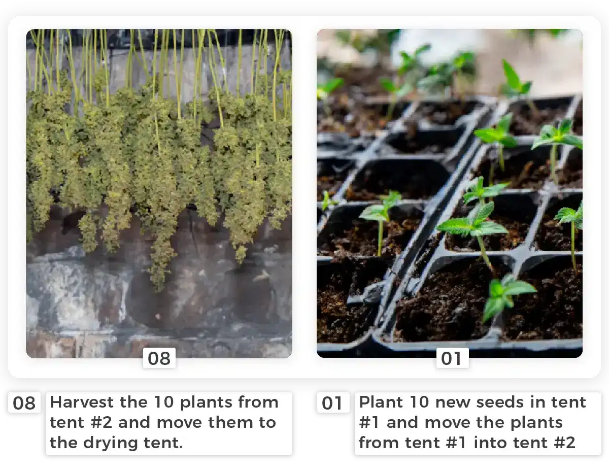 Step 5 of perpetual growing