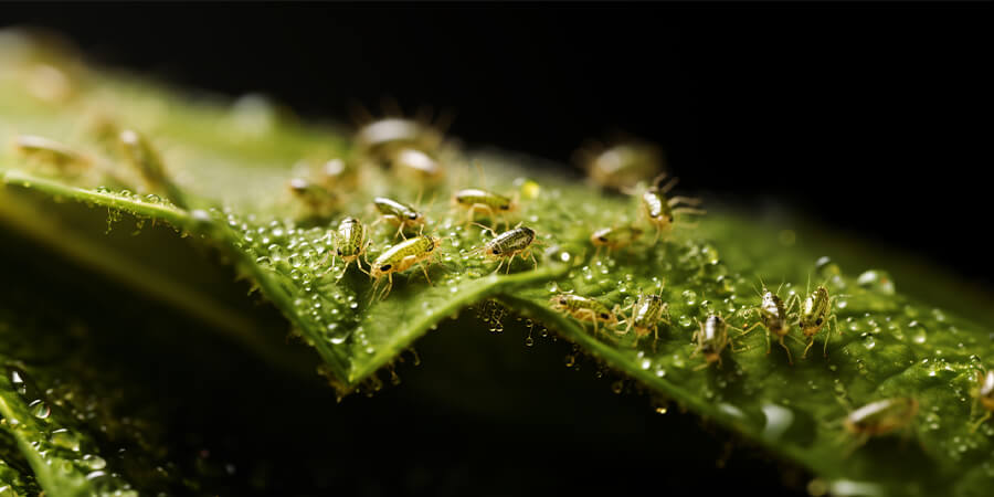 Cannabis plant being attacked by aphids