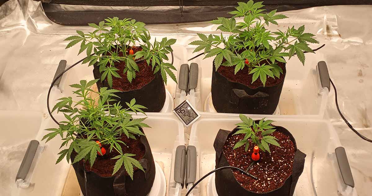 How to Grow Pot with Drip Irrigation - DripWorks