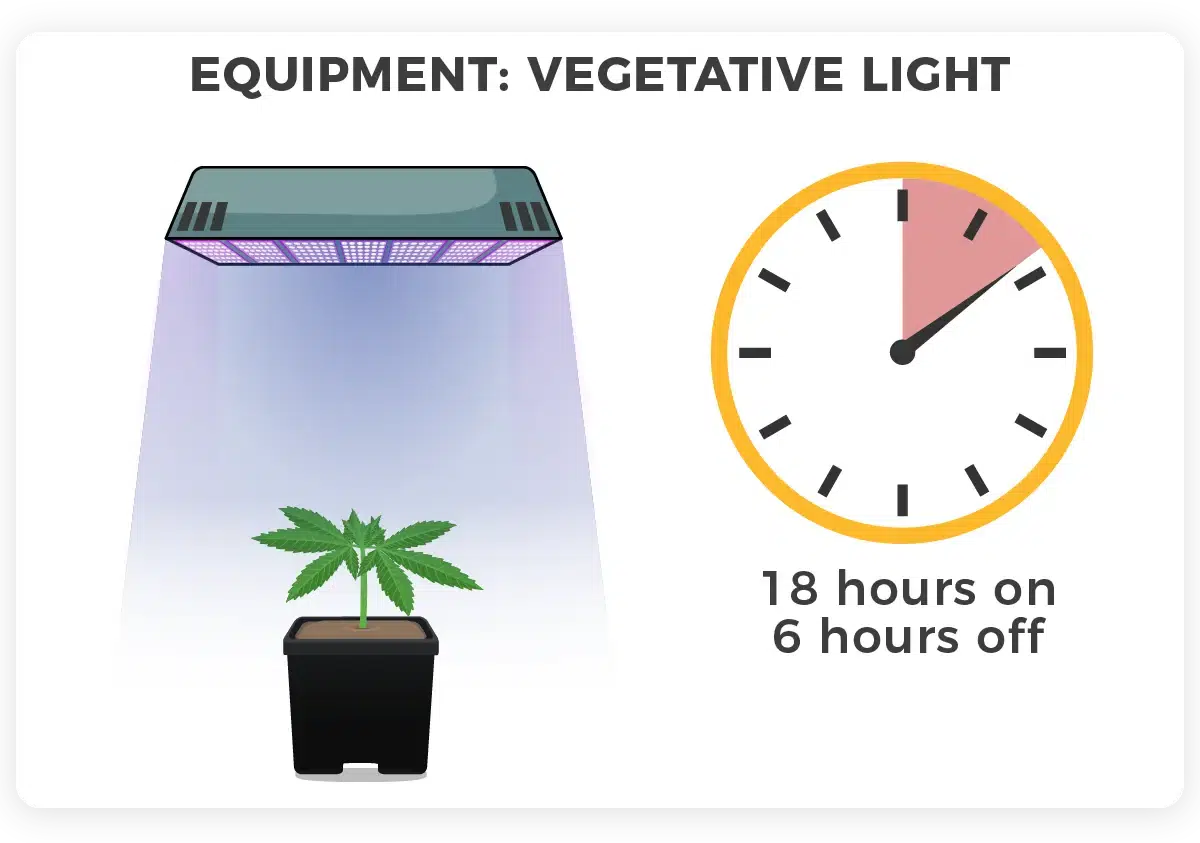 vegetative lights cannabis