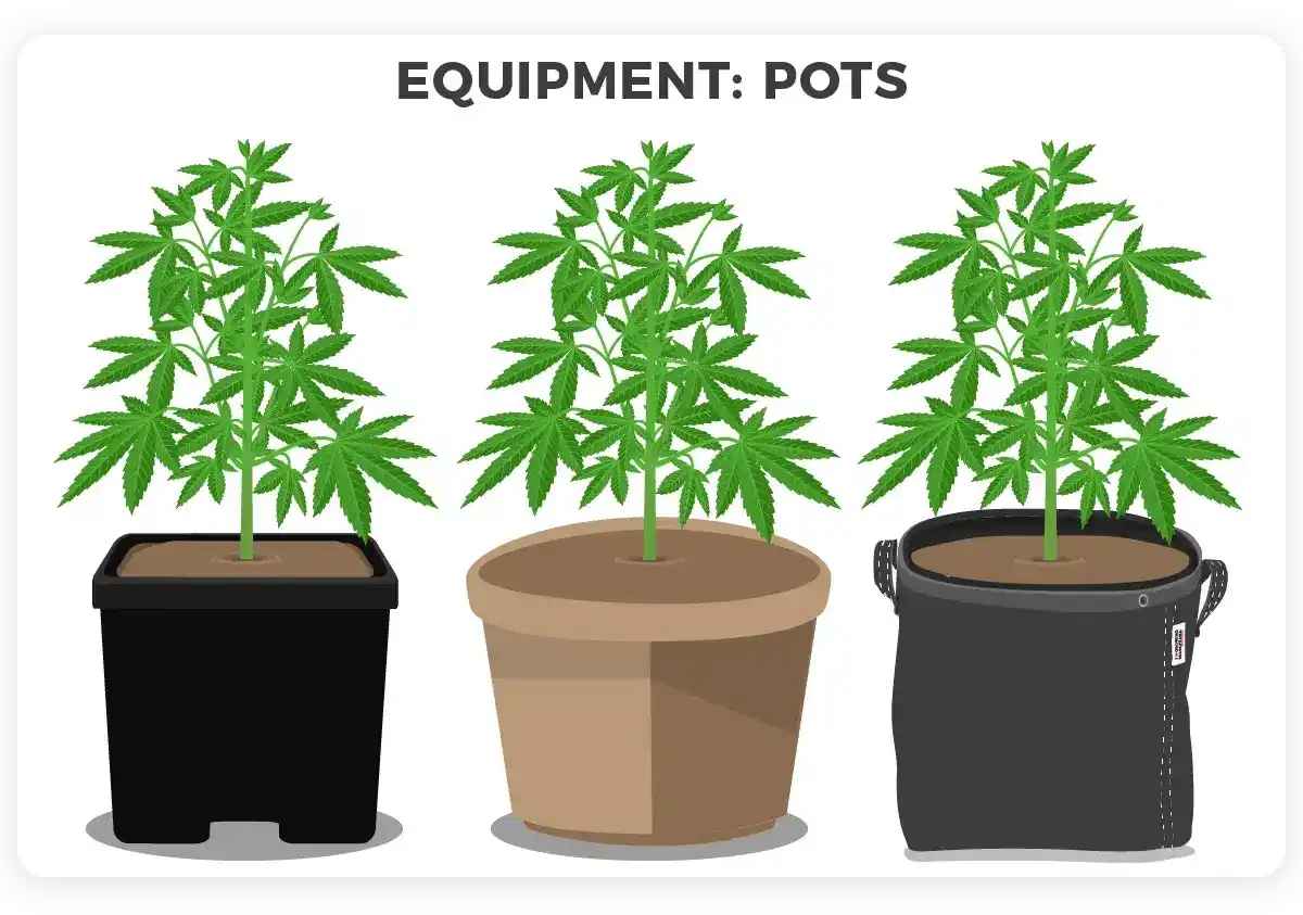 Pots cannabis plants