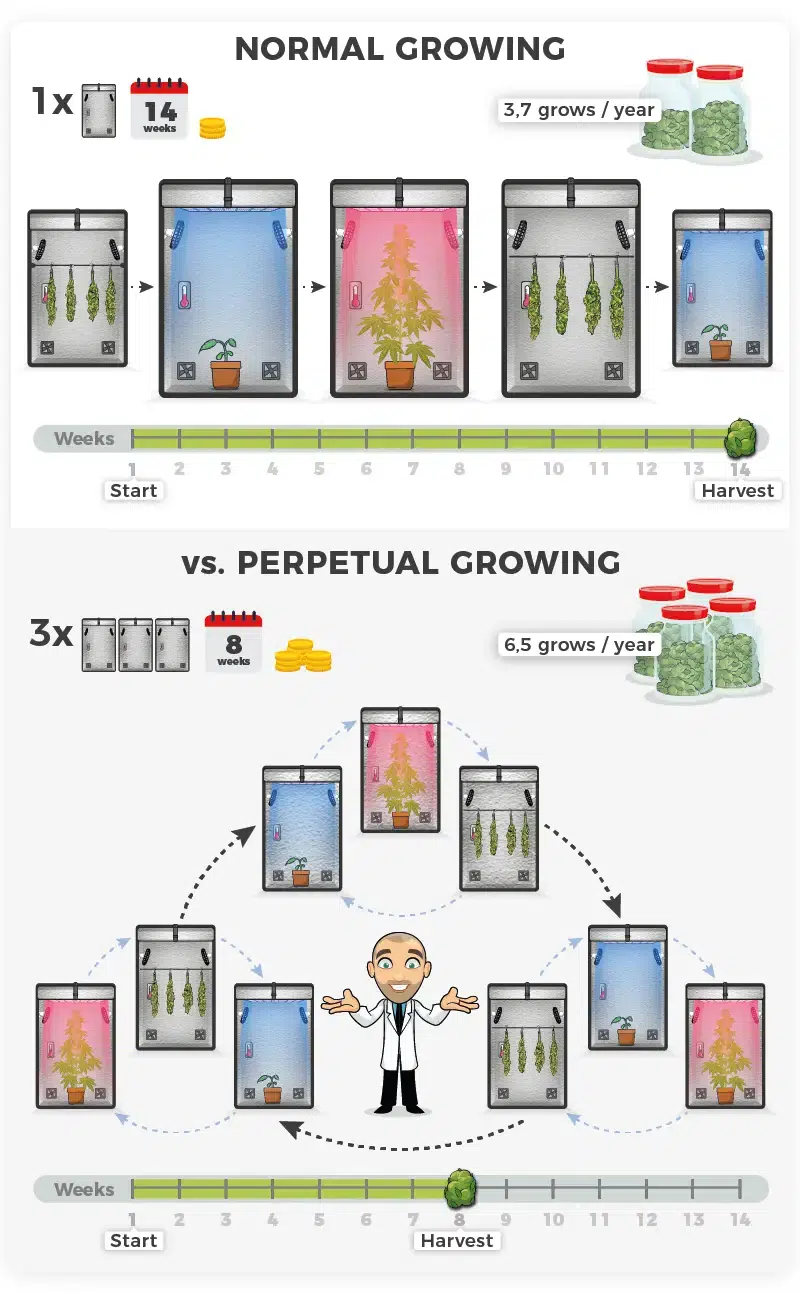 Infographic perpetual growing