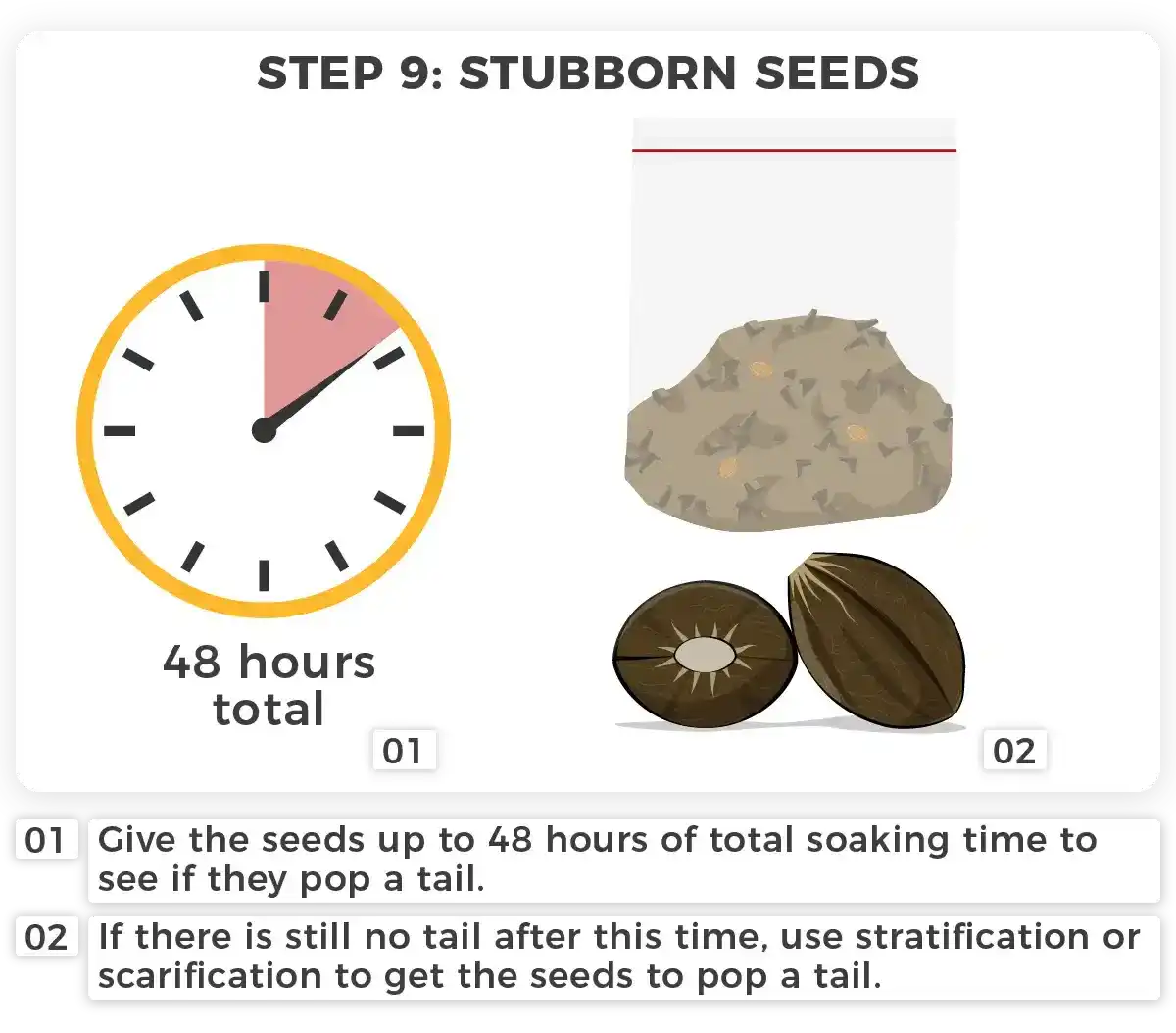 The Soaking Technique in Water for Cannabis Seed Germination