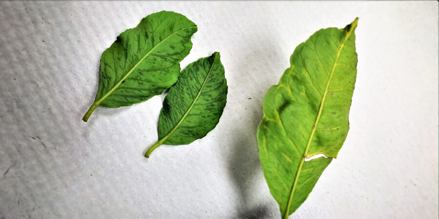 CYVCV on a citrus plant