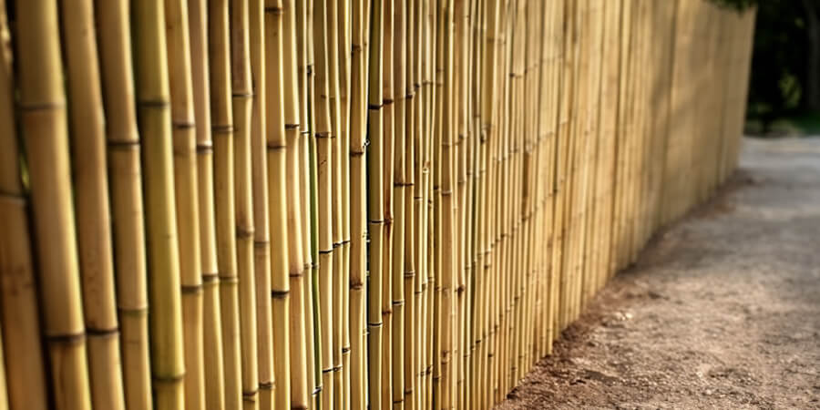 Bamboo windbreak