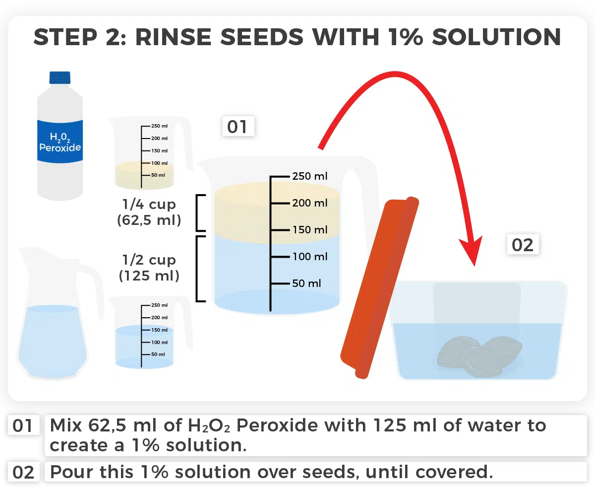 Step 2- Rinse seeds with 1% solution