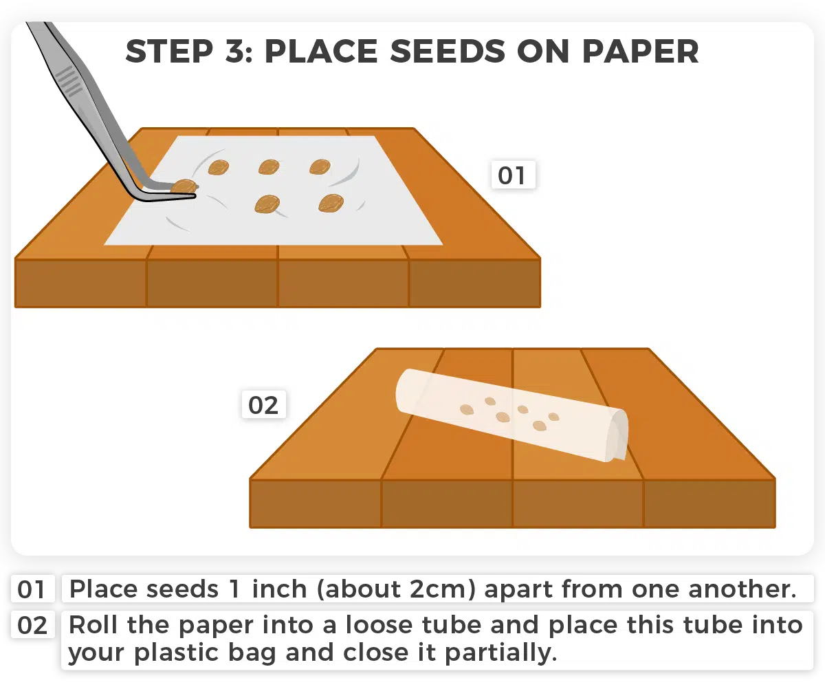 Stratification Step 3- for cannabis seeds