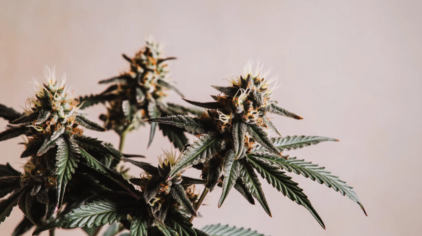 Obama Runtz Marijuana Strain Review and Information - Blue Runtz Strain Indica Or Sativa